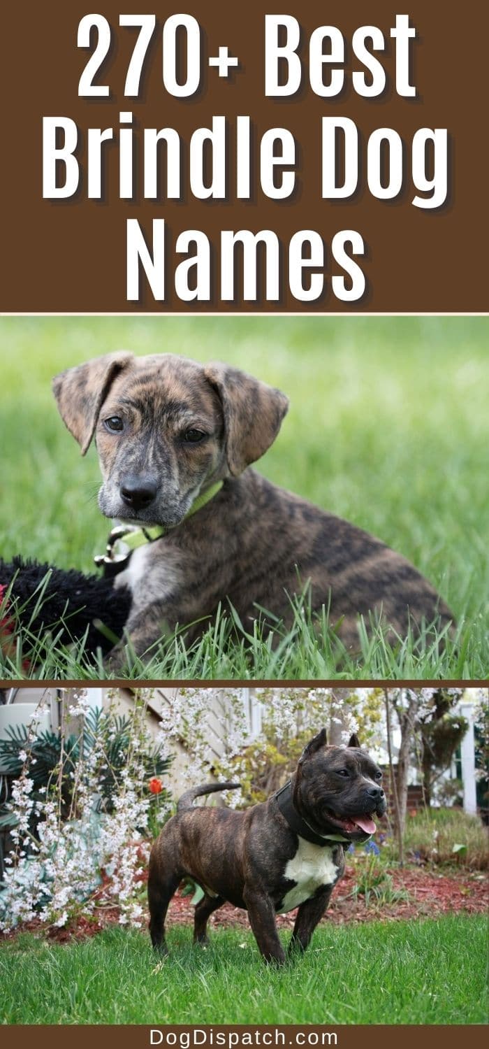 270+ Best Brindle Dog Names (2022 Updated) - Dog Dispatch