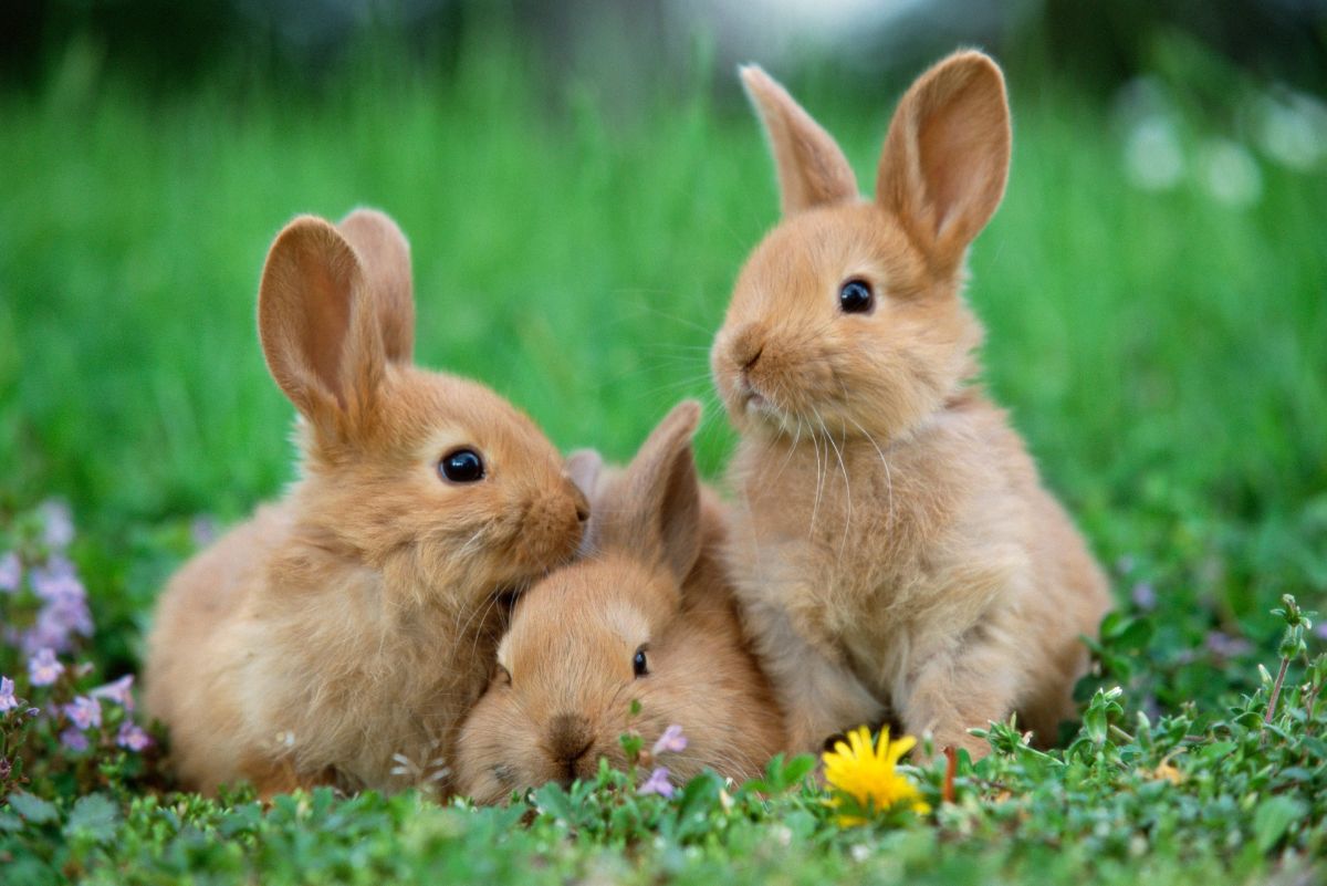 3 baby brown rabbits on grass