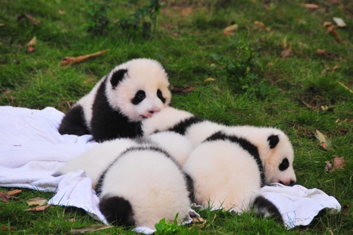 3 black and white baby pandas laying together