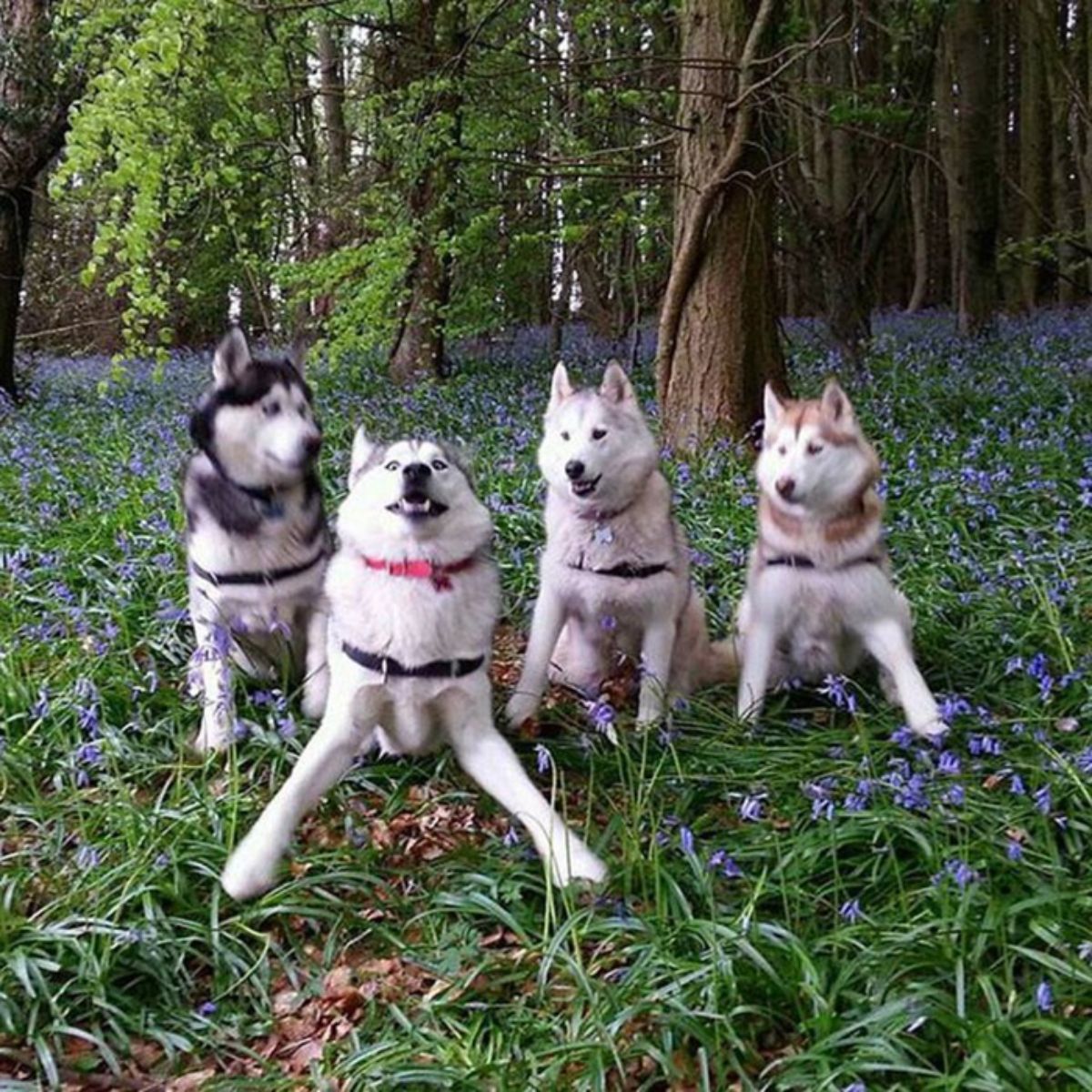 3 black and white huskies and 1 brown and white husky in a row with the 2nd black and white husky looking hyper