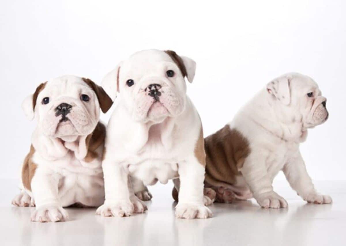 3 brown and white bulldog puppies sitting together