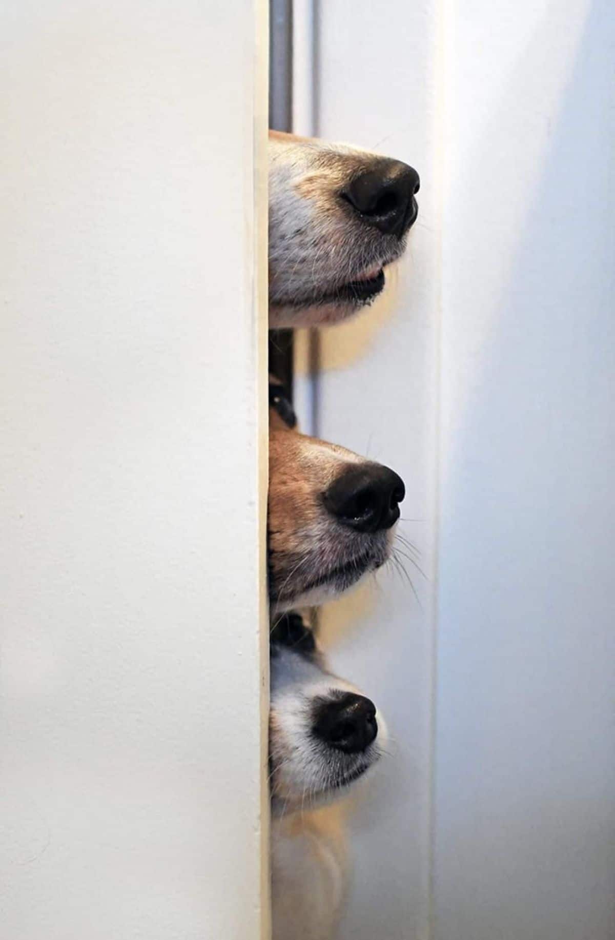 3 brown and white dog noses peeking around a white doorway