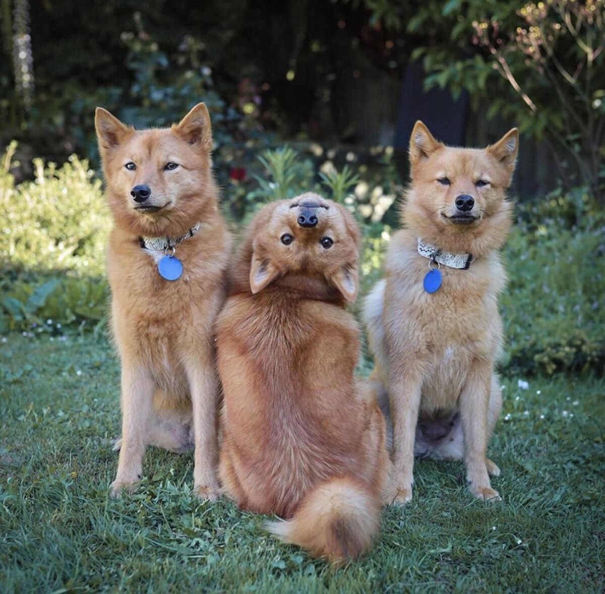 3 brown fox-like dogs sitting in a row with the middle one showing the back and the head tilted back to look at the camera