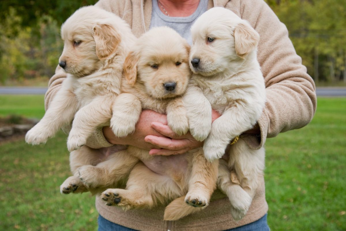 3 golden retriever puppies being held by someone