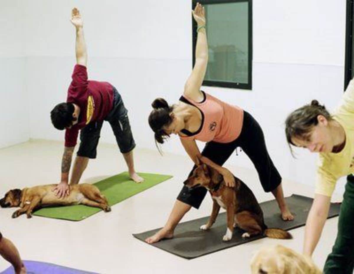 3 people doing yoga in a studio with dogs