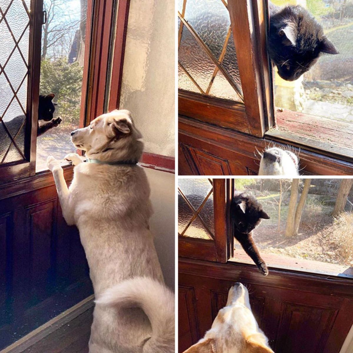 3 photos of a black cat on the outside of a window swiping at a white dog standing on hind legs and peeking out of the window