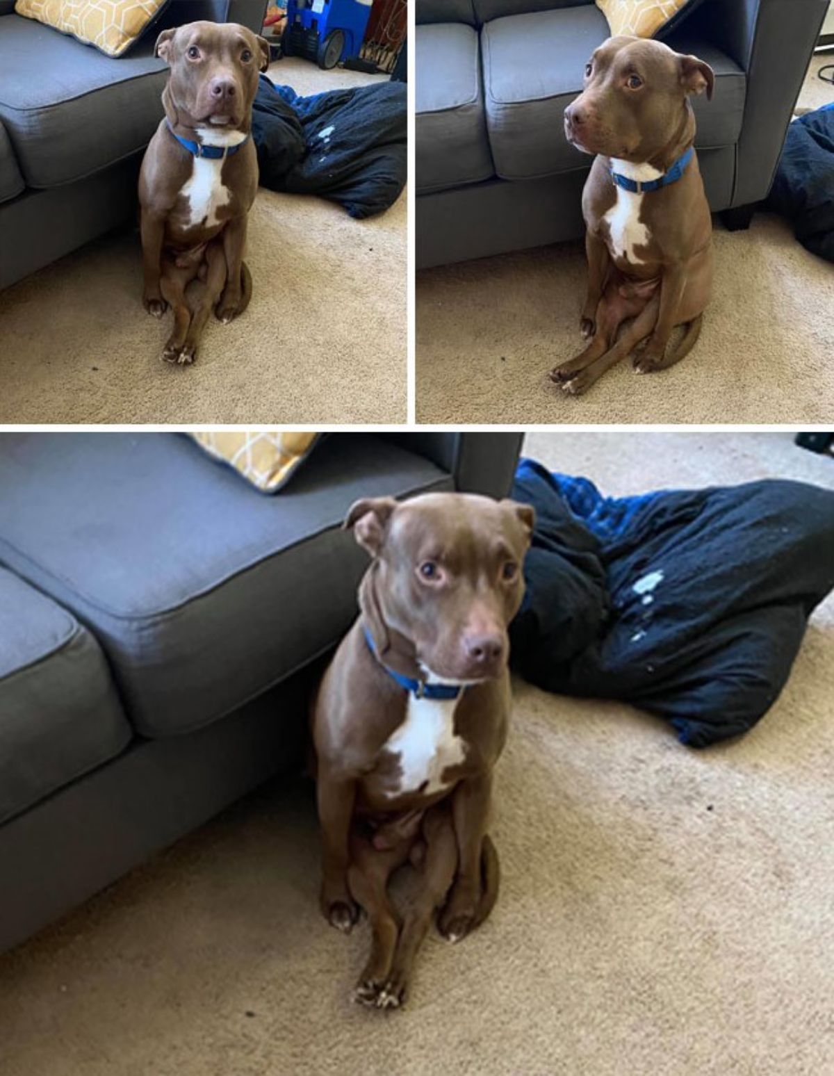3 photos of a brown and white pitbull sitting on its haunches with the back legs stretched between the front legs