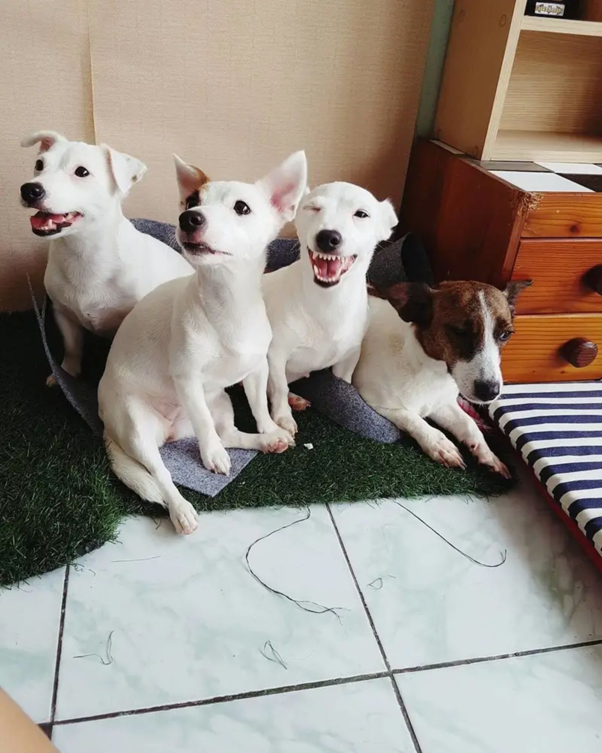 3 white dogs sitting with a white black and brown dog