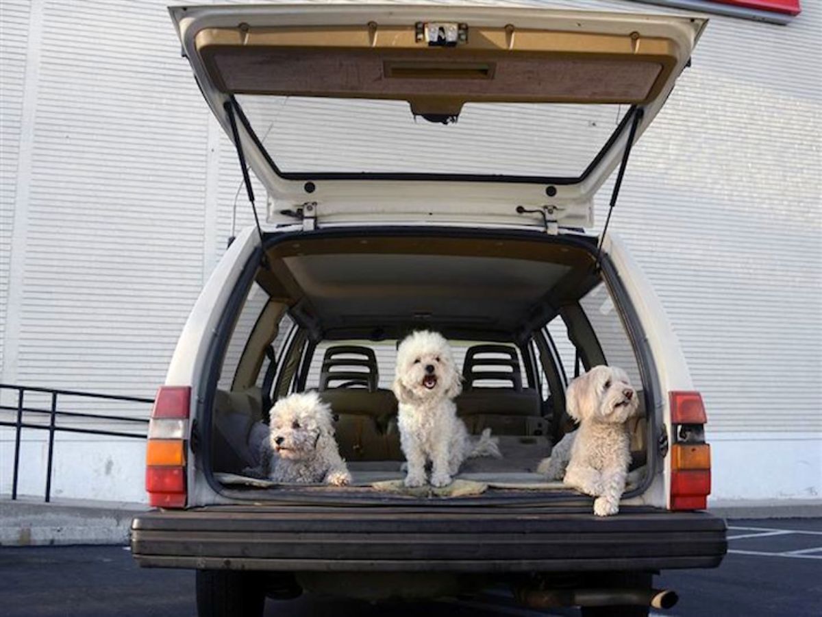 3 white maltese dogs sitting in the back of a car with the boot open