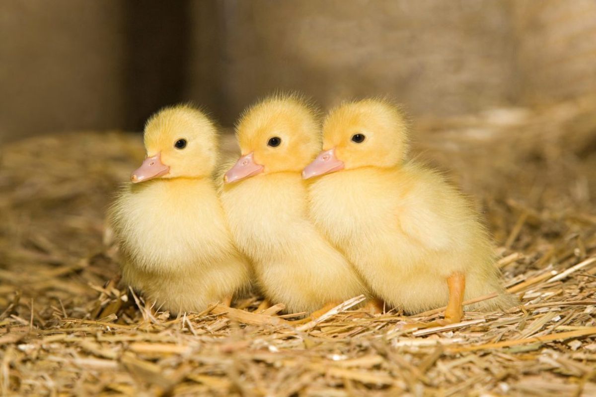 3 yellow ducklings standing huddled together on hay
