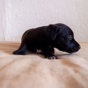 Small black puppy lying on a orange blanket.