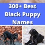 300+ Best Black Puppy Names pin poster.