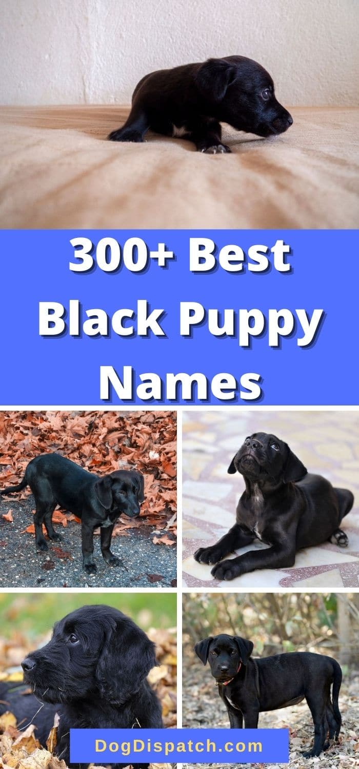 300-best-black-puppy-names-2022-updated-dog-dispatch