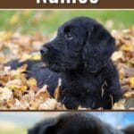 300+ Best Black Puppy Names pin poster.