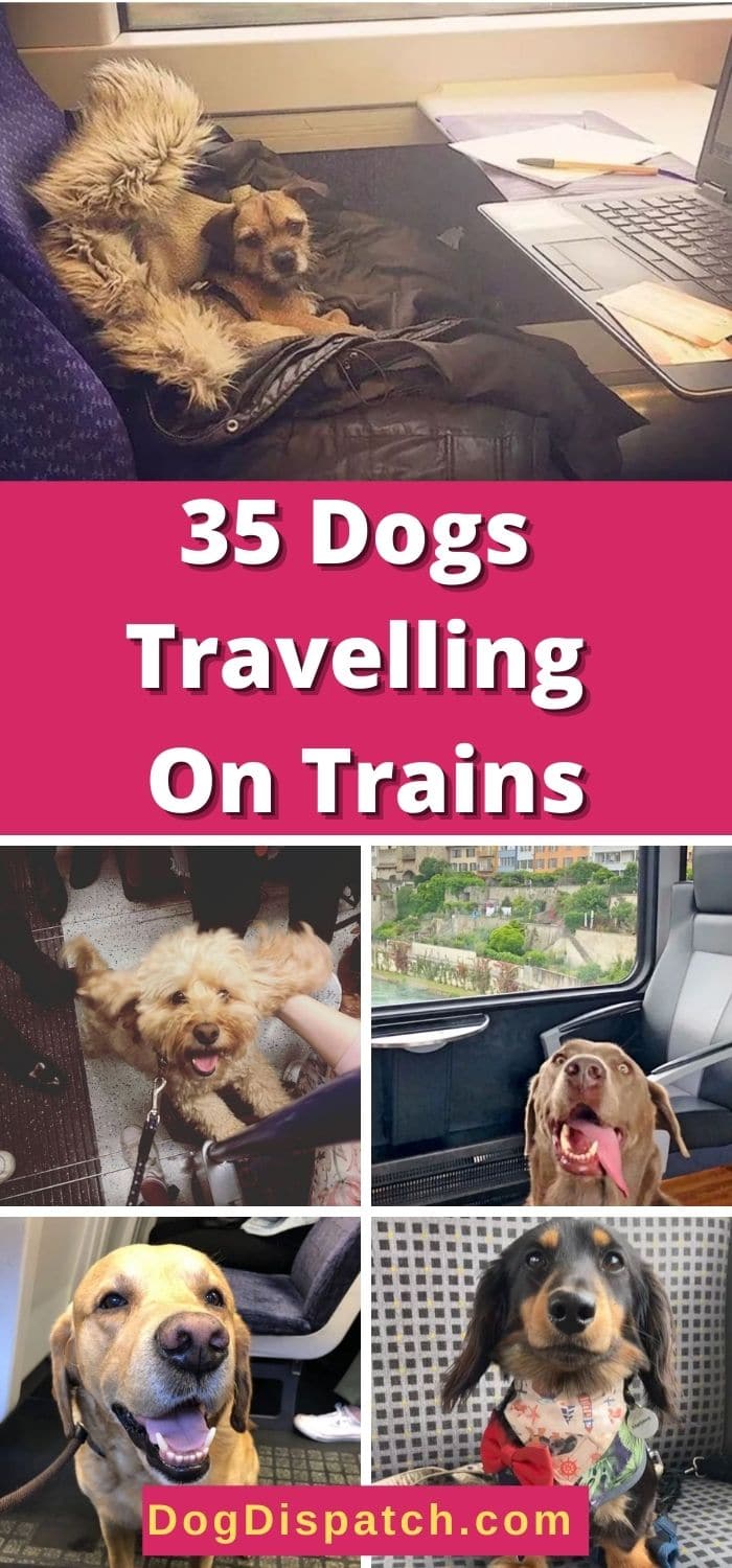 35-dogs-travelling-on-trains-dog-dispatch