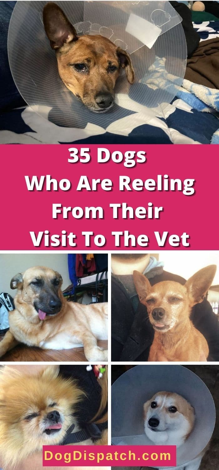 35-dogs-who-are-reeling-from-their-visit-to-the-vet-dog-dispatch