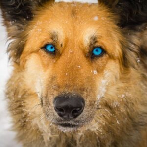 Bown dog with blue eyes looking directly into camera