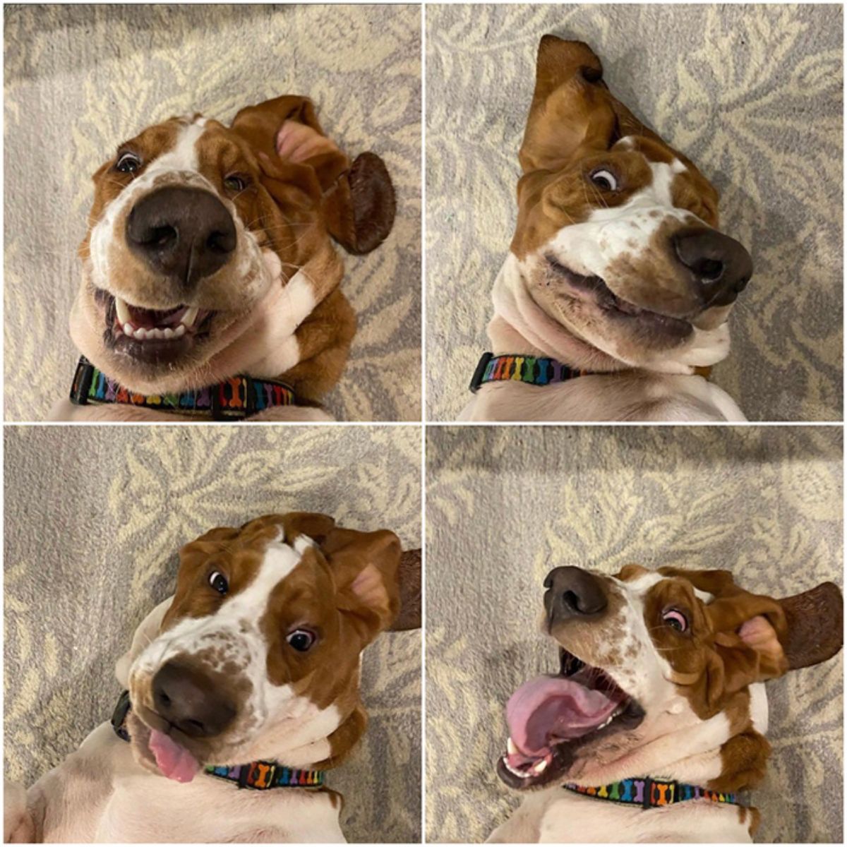 4 photos of a brown and white laying belly up on a carpet and looking derpy