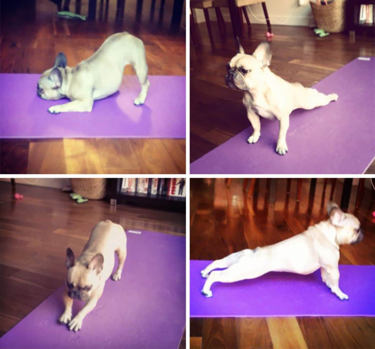4 photos of a brown french bulldog doing yoga poses on a purple yoga mat