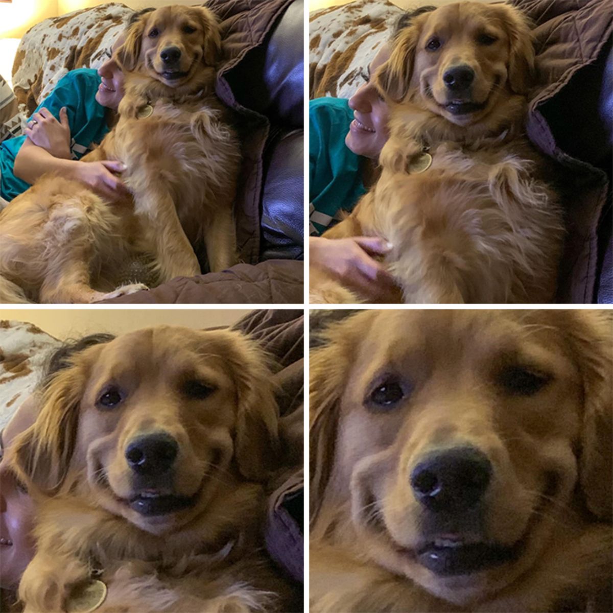 4 photos of a smiling golden retriever being cuddled by someone