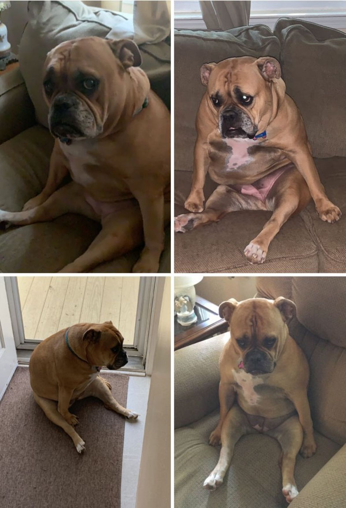 4 photos of brown and white dog sitting up on its haunches
