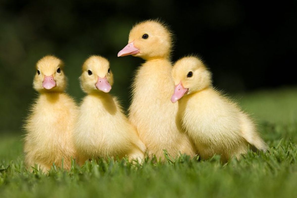 4 yellow ducklings standing on grass