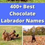 400+ Best Chocolate Labrador Names pinterest poster.