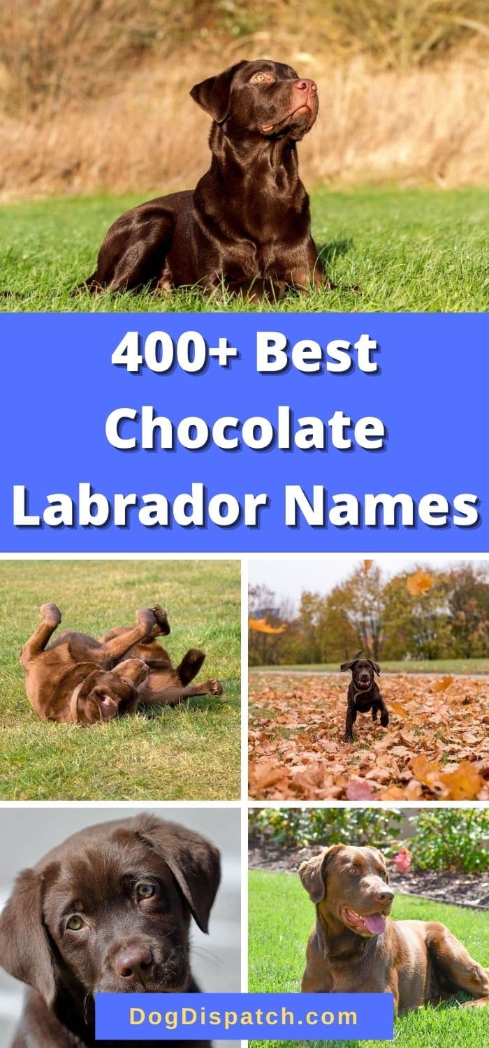 400+ Best Chocolate Labrador Names (2022 Updated) Dog Dispatch