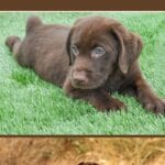 400+ Best Chocolate Labrador Names pinterest poster.