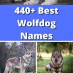 440+ Best Wolfdog Names pinterest image.