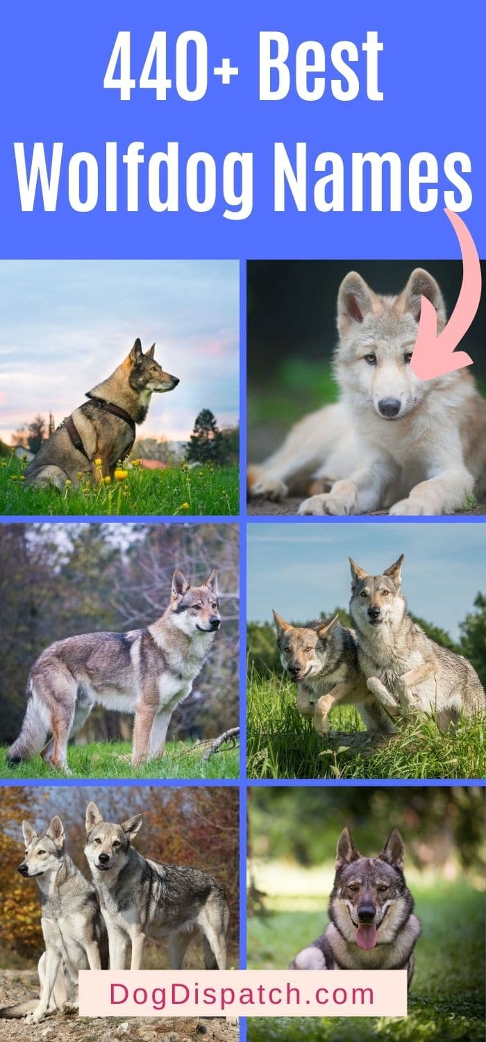 440-best-wolfdog-names-2022-updated-dog-dispatch