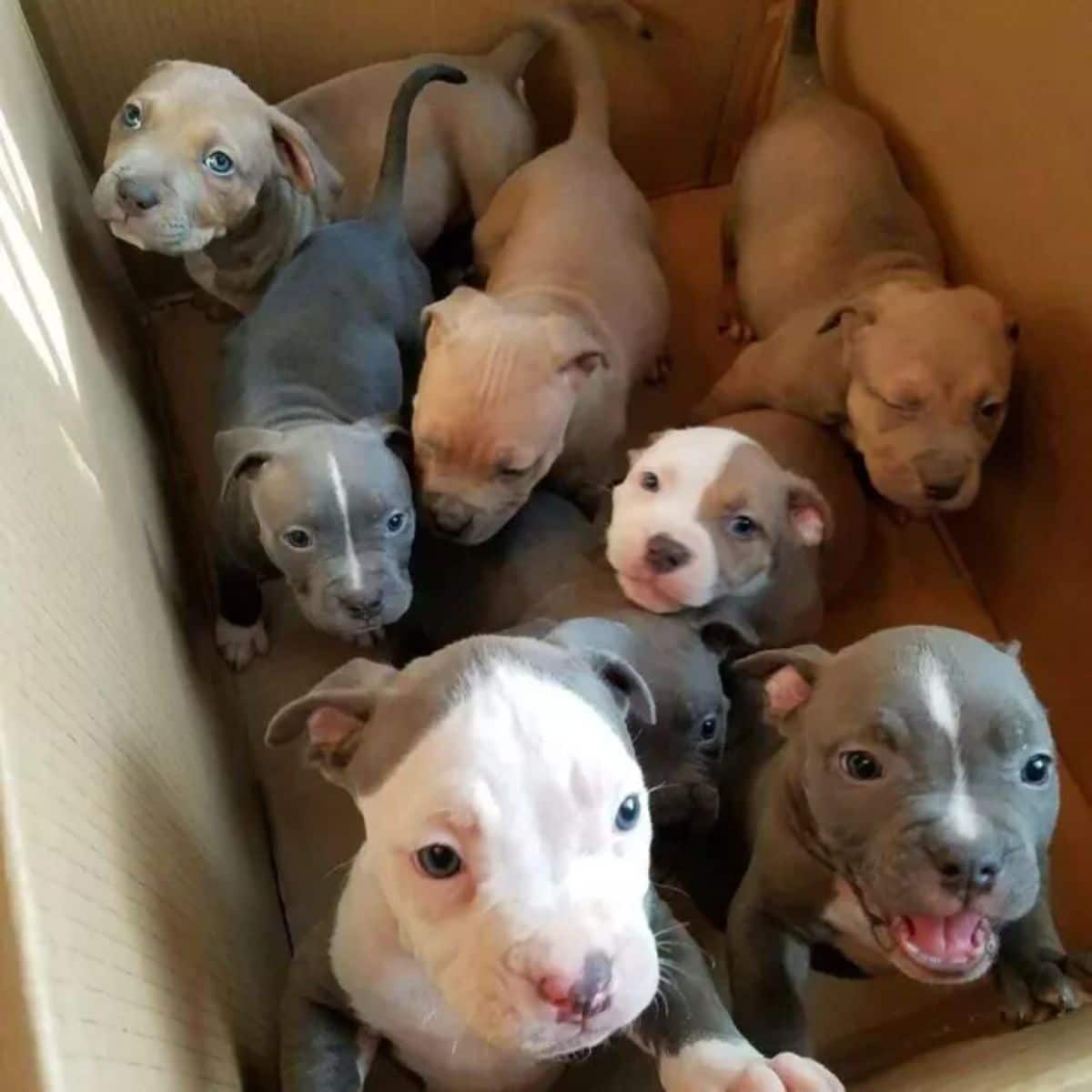 7 pitbull puppies in a box
