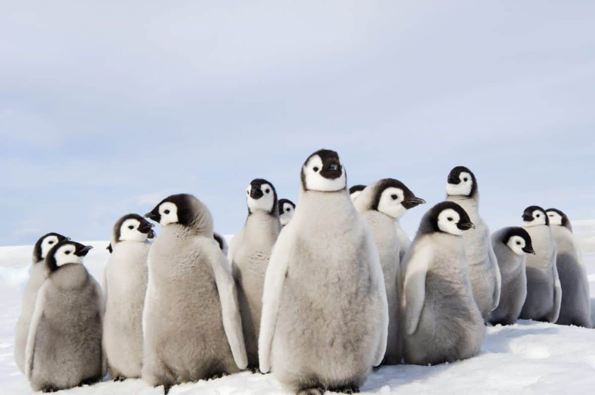 a group of black and white penguin babies standing on snow