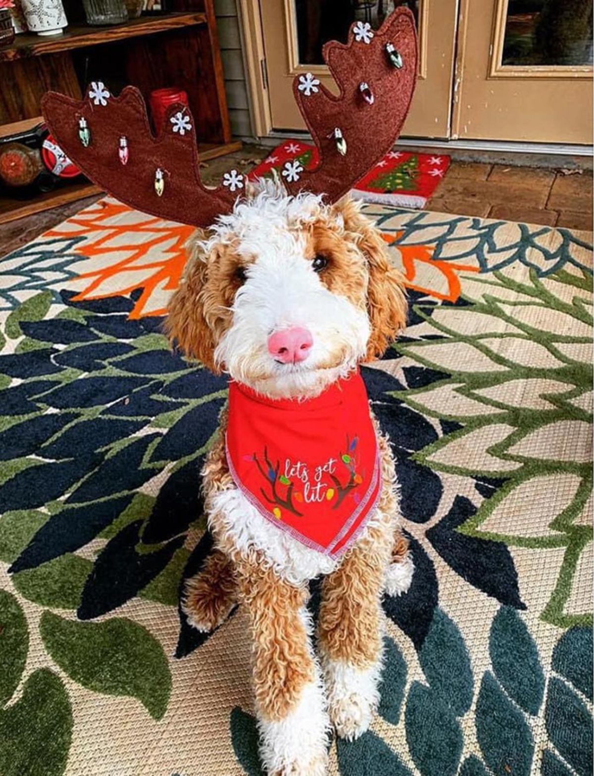 a smiling fluffy brown and white dog in a reindeer costume