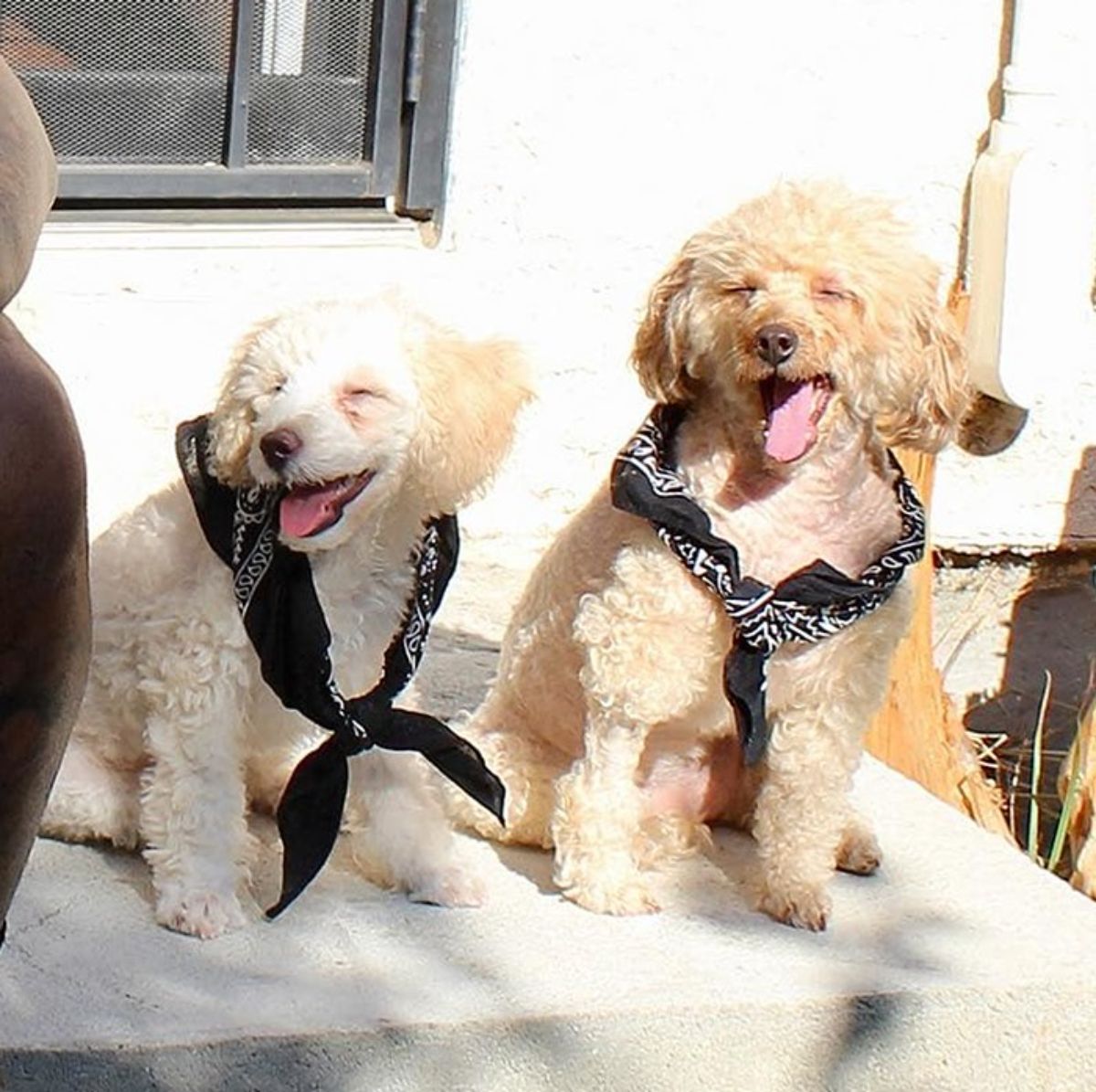 a smiling white curly dog and a smiling curly brown dog wearing black and white bandanas tied around their necks