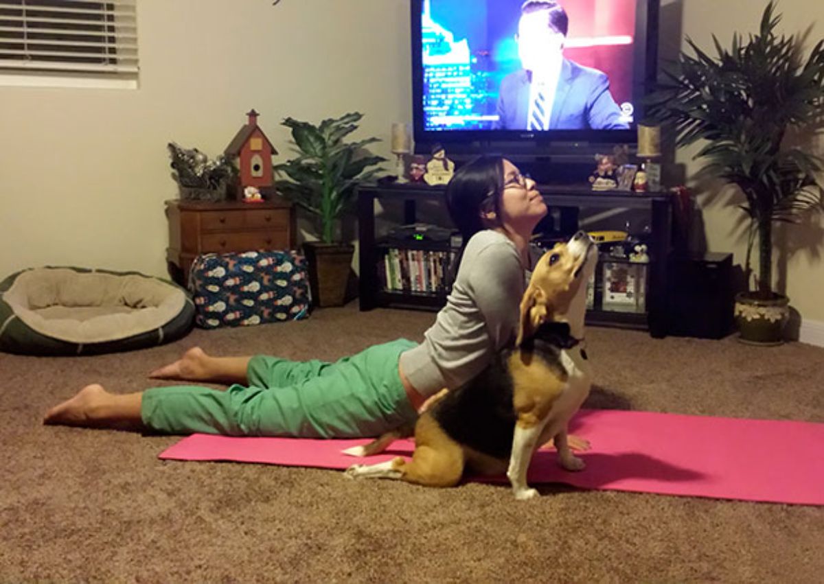 a woman and a brown white and black beagle doing a cobra yoga pose