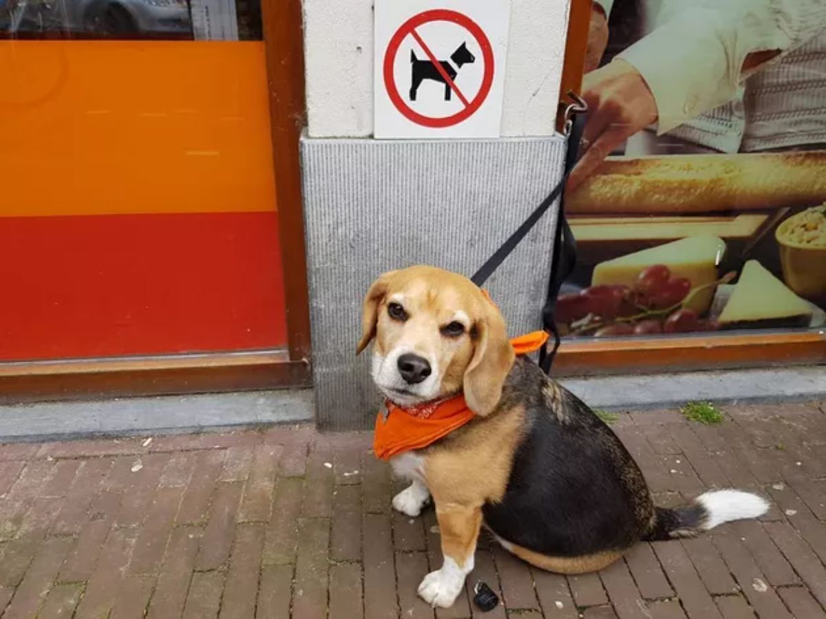 angry-looking black brown and white beagle sitting next to a no dogs allowed sign