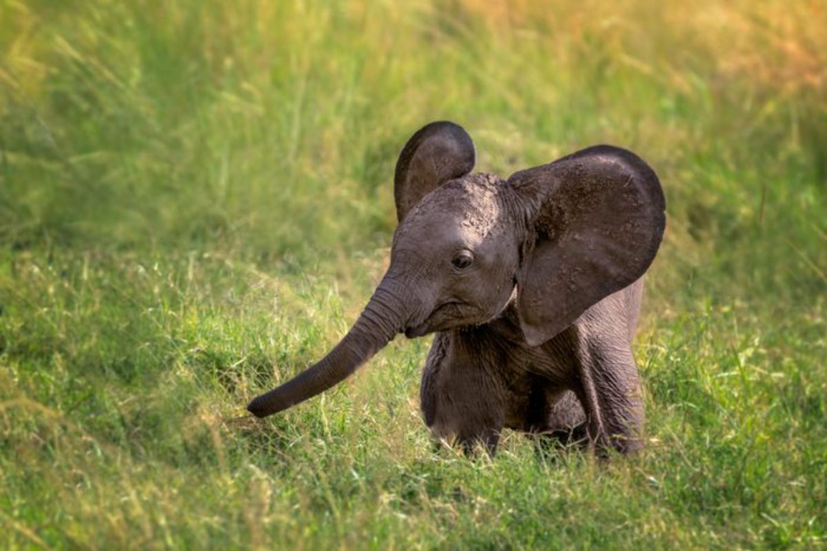 baby african elephant standing in tall grass