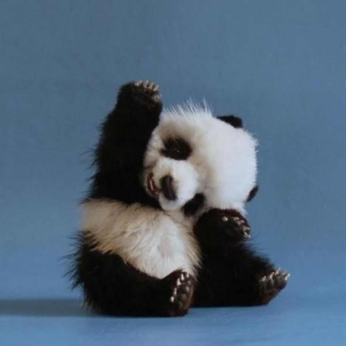 baby black and white panda