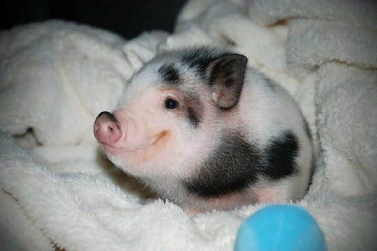 baby black and white pig laying on a white blanket