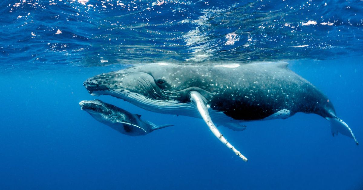 baby blue whale under an adult blue whale underwater