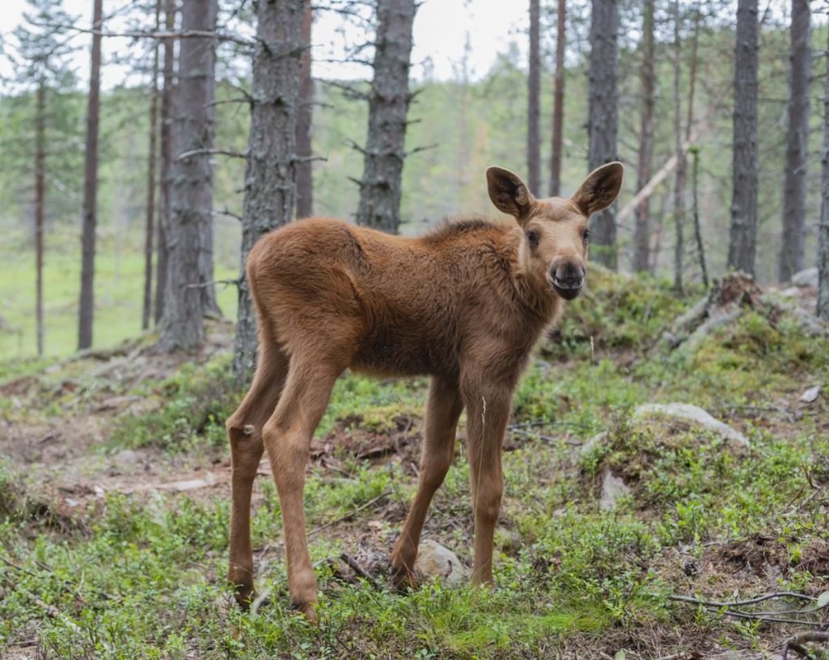 baby brown moose standing in a forest