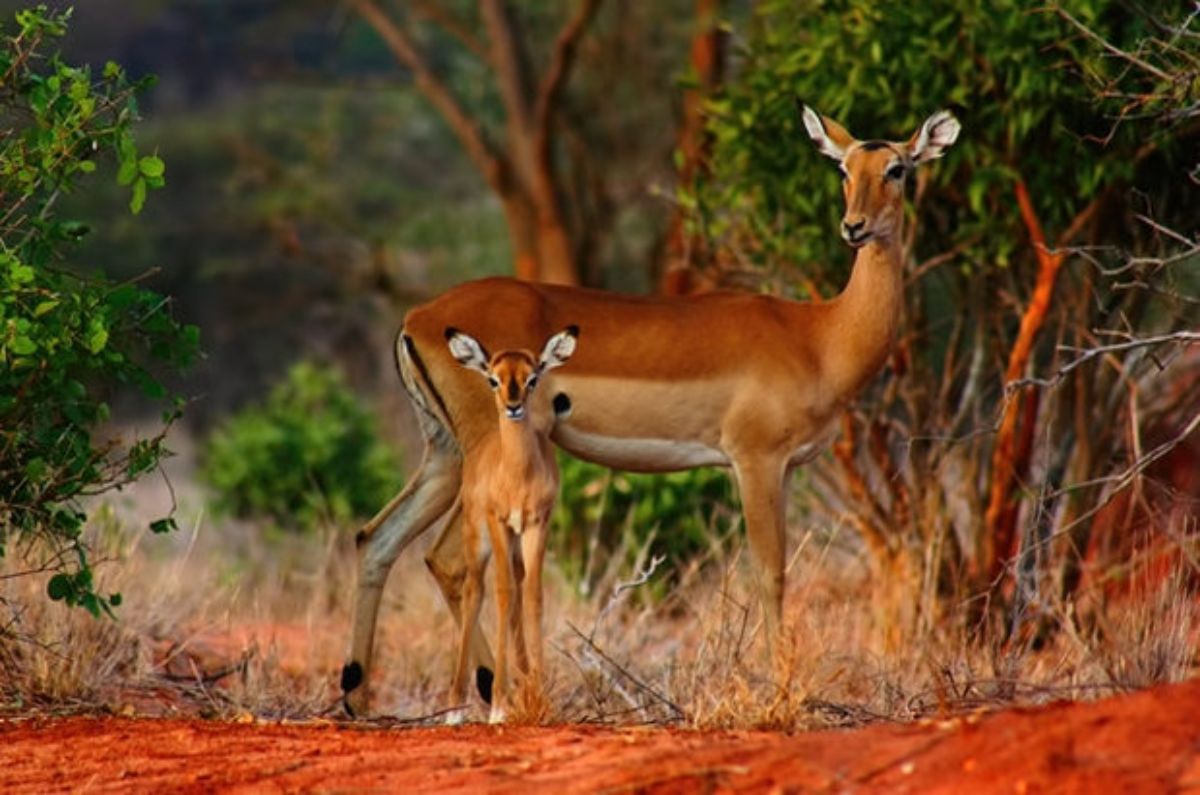baby brown white and black impala with its mother