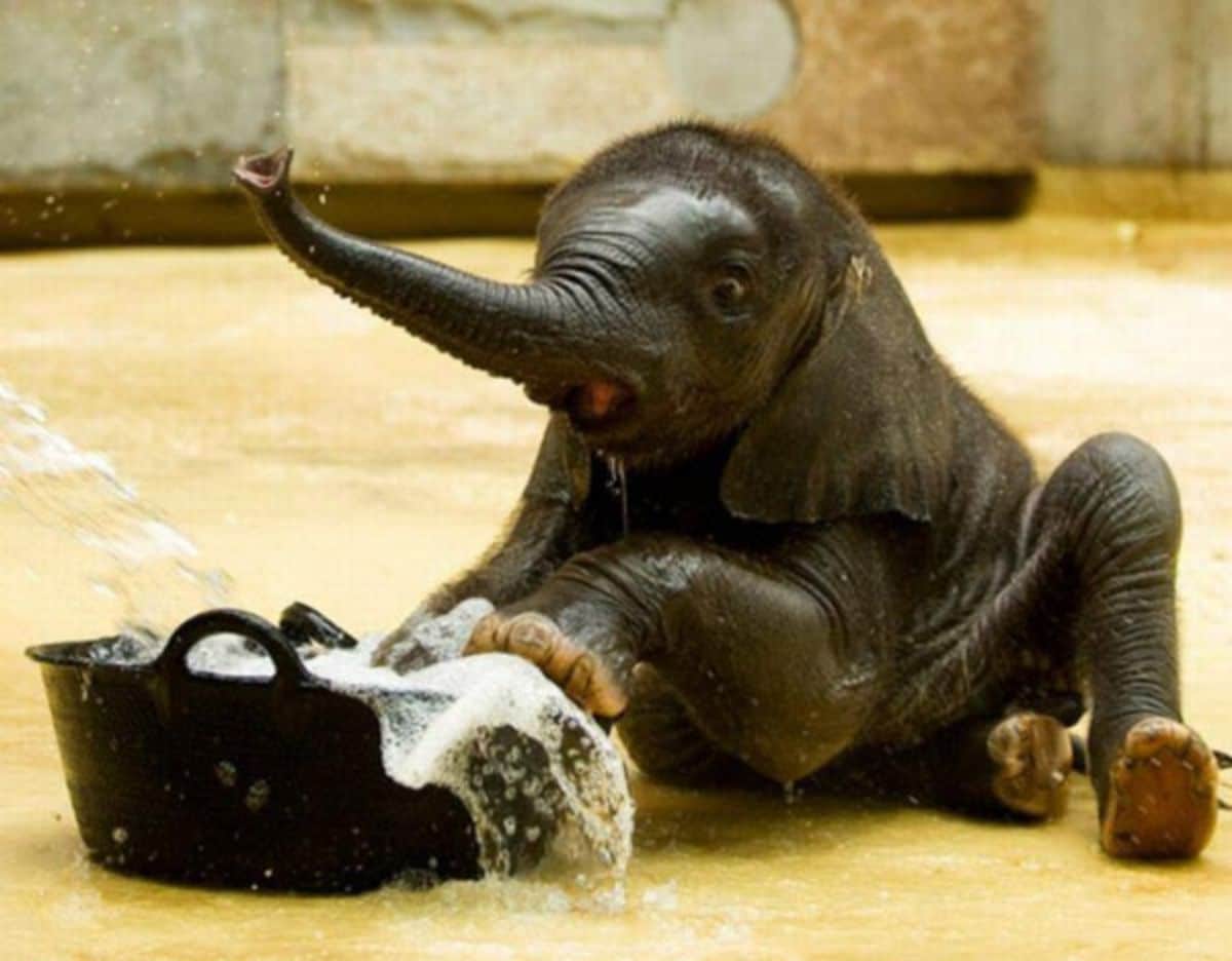 baby elephant on the floor playing with a black metal bucket filled with water and soap