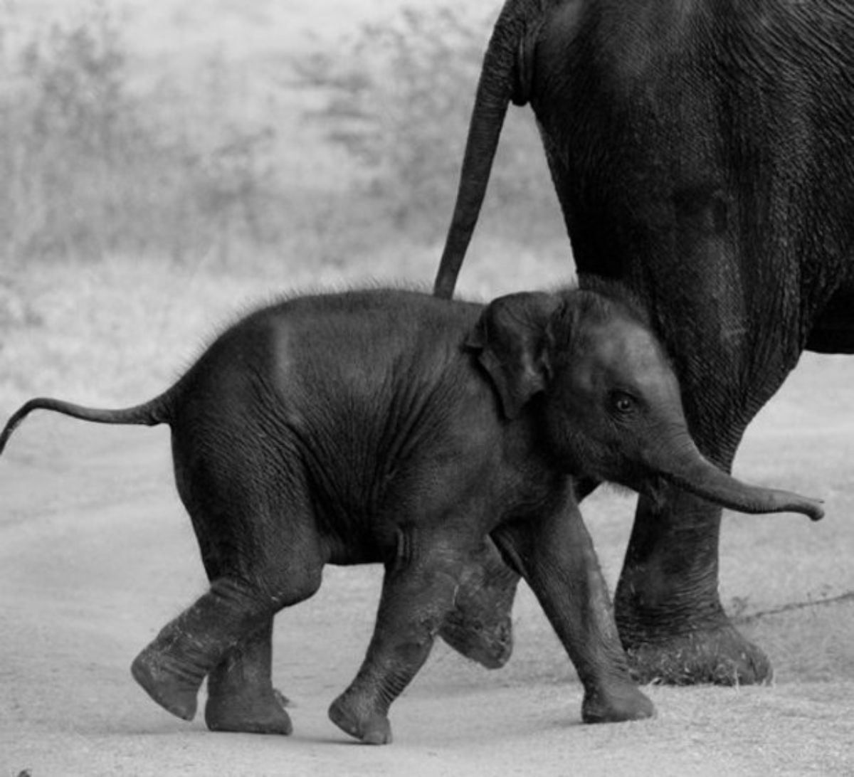 baby elephant running next to an adult elephant