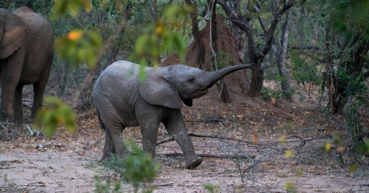 baby elephant standing in a forest with the trunk extended