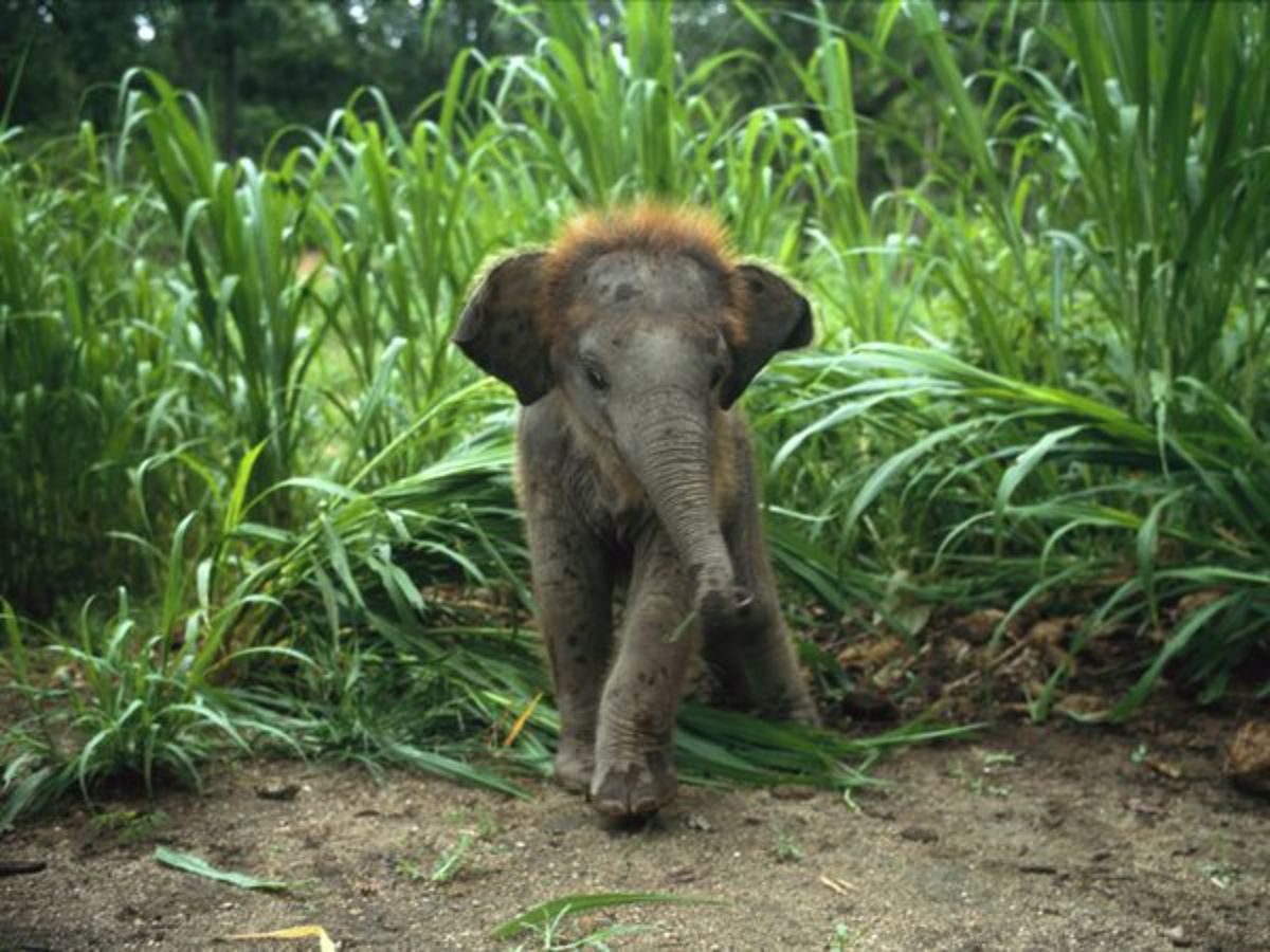 baby elephant standing in front of very tall grass