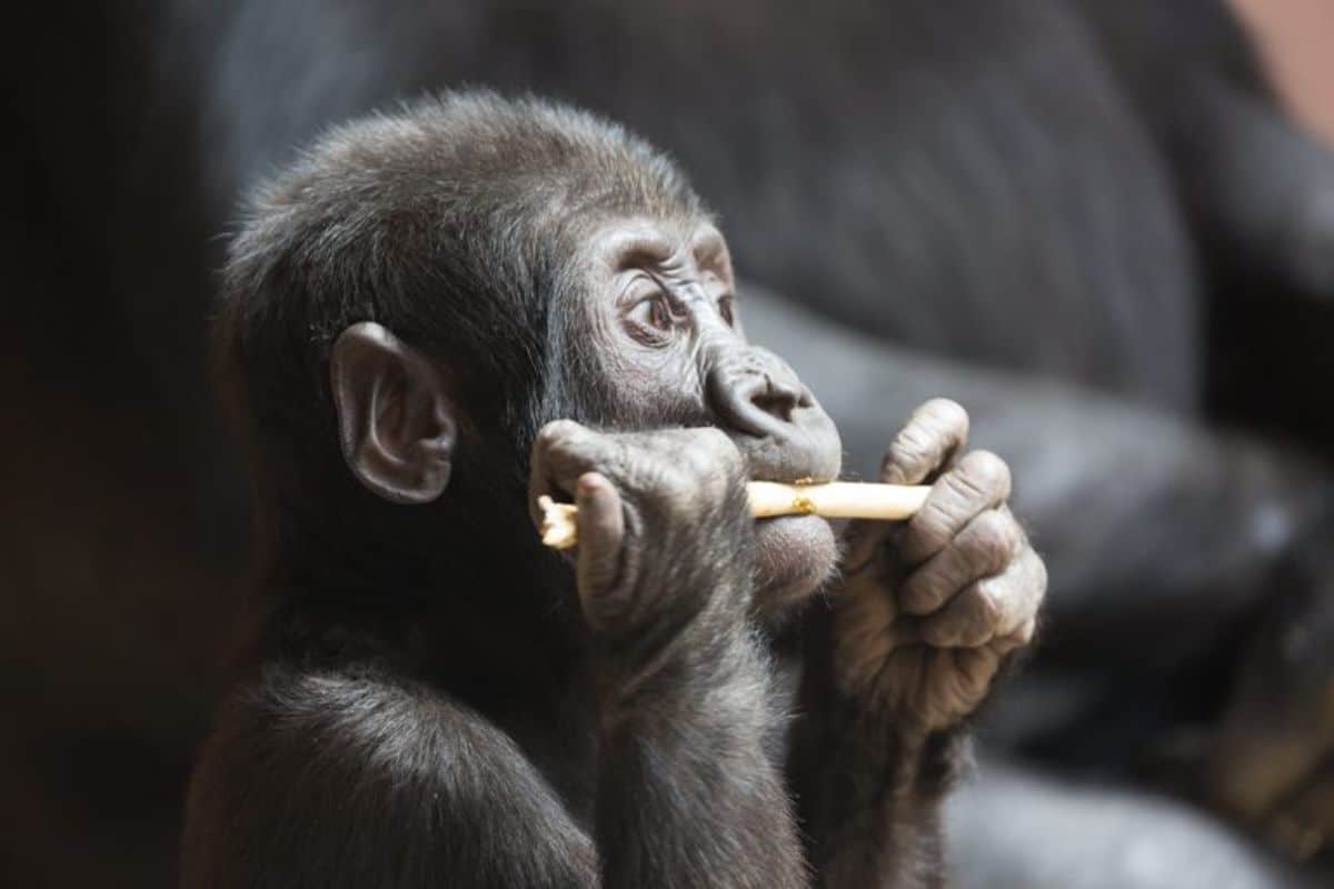 baby gorilla eating a branch