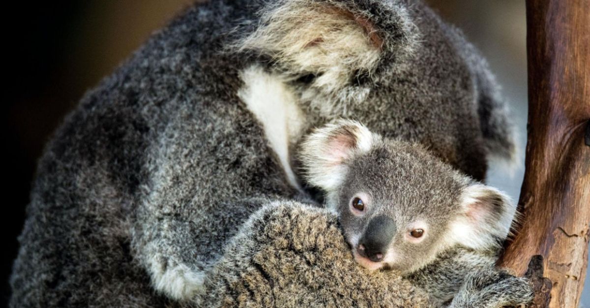 baby koala being cuddled by an adult koala