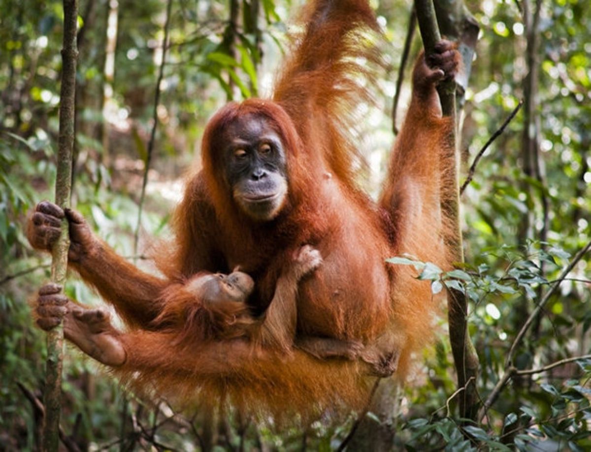 baby orangutan holding onto its mother swinging from a vine